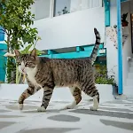 Appartamento Azuro Naxos *